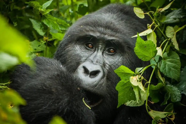 bwindi-gorilla-trek-1-768x515